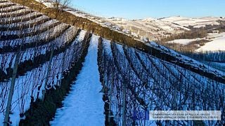 Garesio Winery