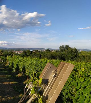 Besuchen Sie Keller, Weinberg und verkosten Sie DOC-Weine im Le Masche