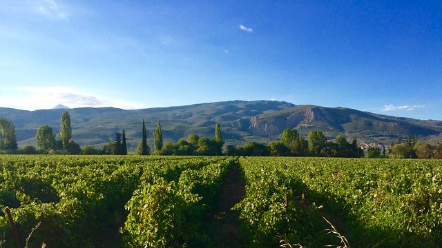 Excursion d'une journée dans les vignobles de Némée