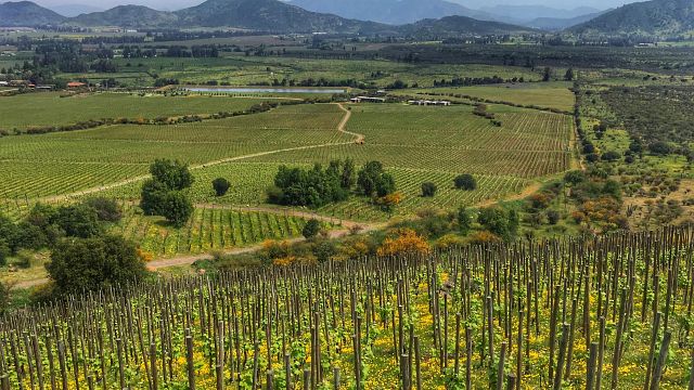Degustação e Tour de Ícones na Viña Koyle