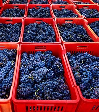 Weinprobe von 10 Weinen bei Voerzio Martini