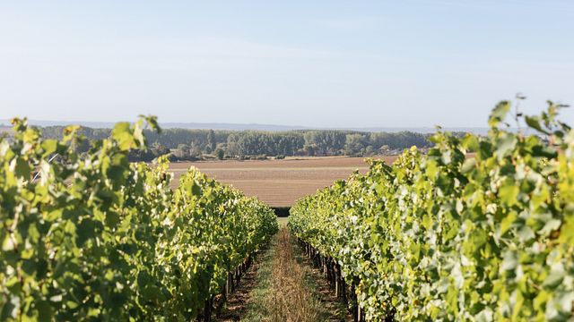 Vinprovning och rundtur på Arpents Du Soleil