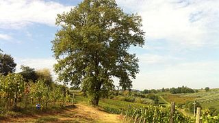Toskanische Bio-Wein- und Weinbergtour im Il Quercione von Manvi + Verkostung von 3 Weinen