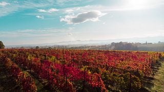Degustação de vinhos e passeio pelos fascinantes vinhedos da Vinícola La Piana - 6 vinhos