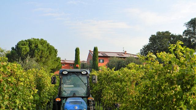Veneto Organic Wine & Olive Oil Tasting at Le Tende