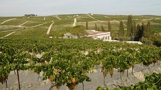 Andalusia's Historic Vineyard & Sherry Tasting Experience