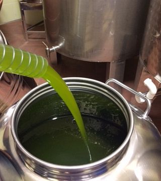 Tuscan Wine & Olive Oil Tour at Terre di Perseto