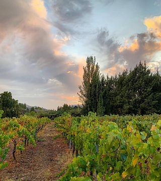 Bodega BadMan Wines