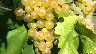Degustazione di vini e tour al Domaine Jean-Louis Schoepfer