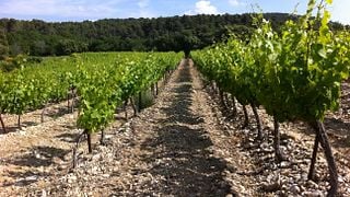 "The Living Vines" Guided Tour