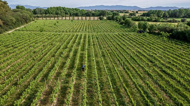 Paseo guiado cata de vinos excluiva