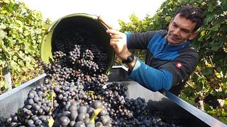 Dégustation de vins et visite du domaine Doppler-Hertel