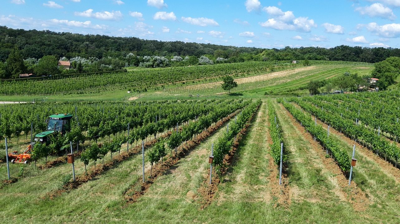 Degustazione di vini e tour presso la cantina Steigler