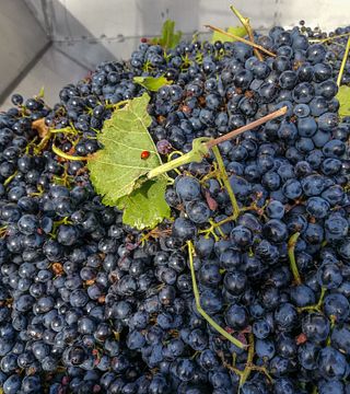 De la vid a la mesa: Descubriendo los vinos tracios y los sabores del campo