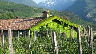 Azienda Agricola Dalzocchio