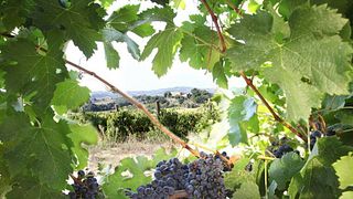 Weinprobe und Tour bei Tenute Aliani