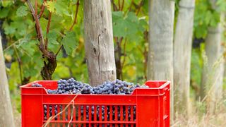 Rosso Francesco Winery