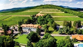 Degustação de vinhos na vinícola Grof Degenfeld - Pacote I. ESTATE