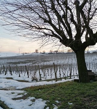 Cata de vinos y visita a la bodega I Carpini, Colli Tortonesi 