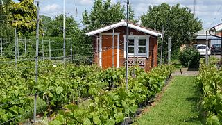 South Denmark Winery Tour & Red Wine Tasting