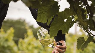 Friuli-Venezia Giulia: Elegant Wine Tour & Tasting at Colmello Di Grotta