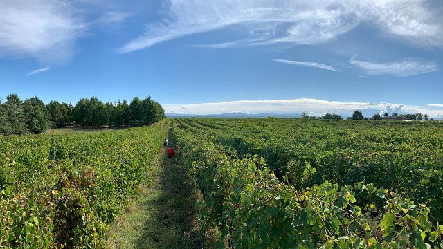 VOM WEINBERG INS GLAS: CHIELISÒ ERLEBNIS – UNSER LAND, UNSER WEIN, UNSERE GESCHICHTE