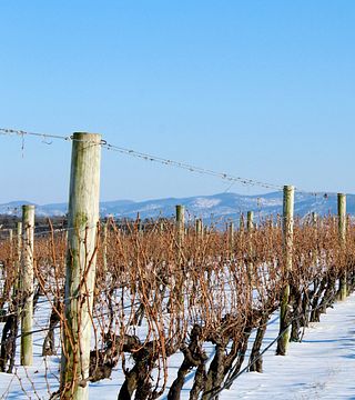 CrossKeys Vineyards