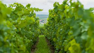 Champagne Rodez