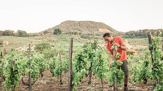 Weinprobe – Besuch eines alten Weinbergs | Barone Beneventano 