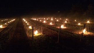 Cata de vinos en Weingut Oberhofer