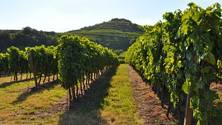 Die Panorama-Weinprobe in Canoso
