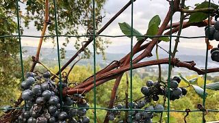 Visite de cave et dégustation de vin à Bodega Torgo