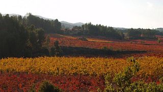Valencia Vineyard Tour & Wine Tasting at Sexto Elemento