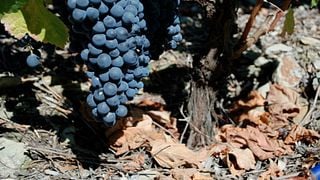 Tour e degustazione di vini a Quinta de Cottas