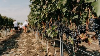 Et Cetera Winery