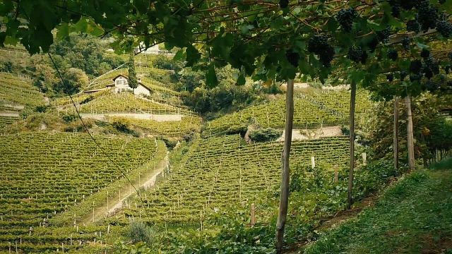 Weingut Obermoser - Thomas Rottensteiner