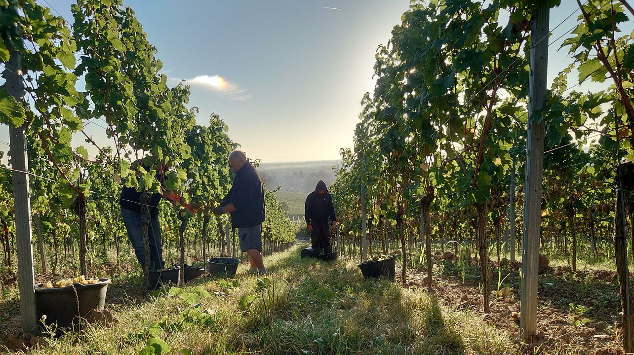 Degustazione di vini con visita ai vigneti e alla cantina | Weingut Hanewald-Schwerdt