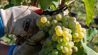 Degustação de vinhos e tour no Le Morette Di Valerio Zenato