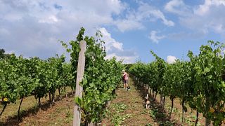 Huxbear Vineyard