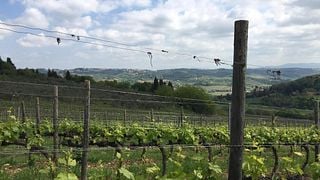 Dégustation de vins et visite à la Fattoria Castelvecchio
