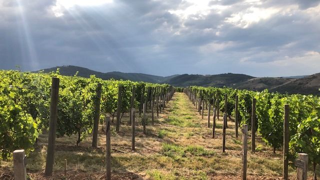 Wine tasting and tour at Domaine Du Mont Verrier