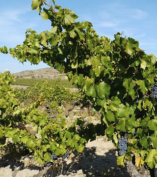 Beliebte Weinprobe bei Bodegas Tritium