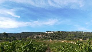 Languedoc-Roussillon Wine & Vineyard Discovery at Domaine l'Aiguelière