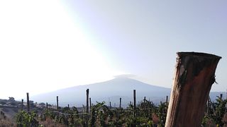 Vignobles héroïques à 1200 mètres d'altitude dans les monts Nebrodi : vins mousseux de haute montagne et terroir insolite de Sicile