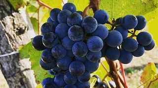 Degustazione di vini e tour a Centurio