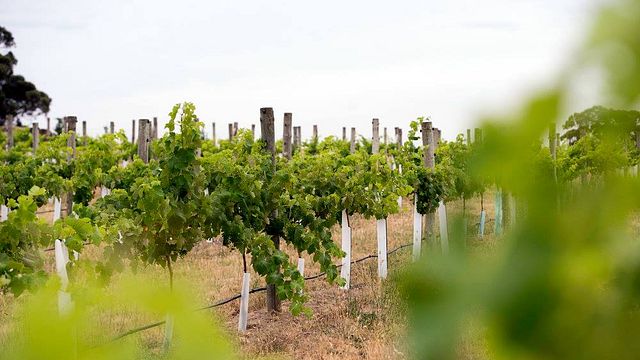 Visite et dégustation des vins GilGraves