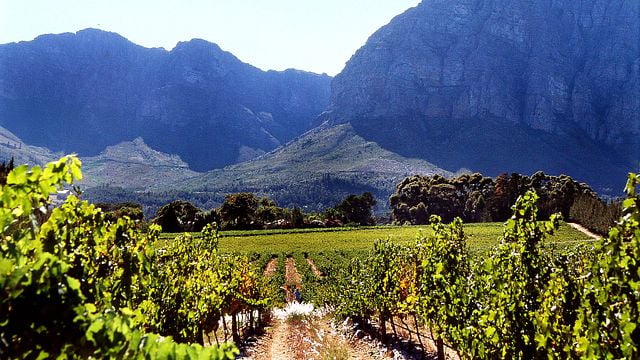 Dégustation de vins et visite des vignobles Mellasat