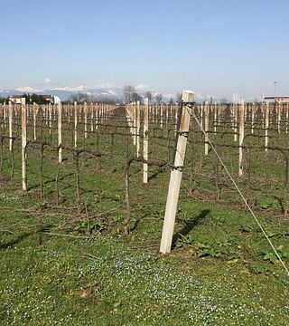 Veneto Vineyard Tour & Wine Tasting Delight
