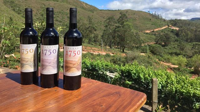 Degustação de vinhos e tour na Vinos 1750 - Uvairenda