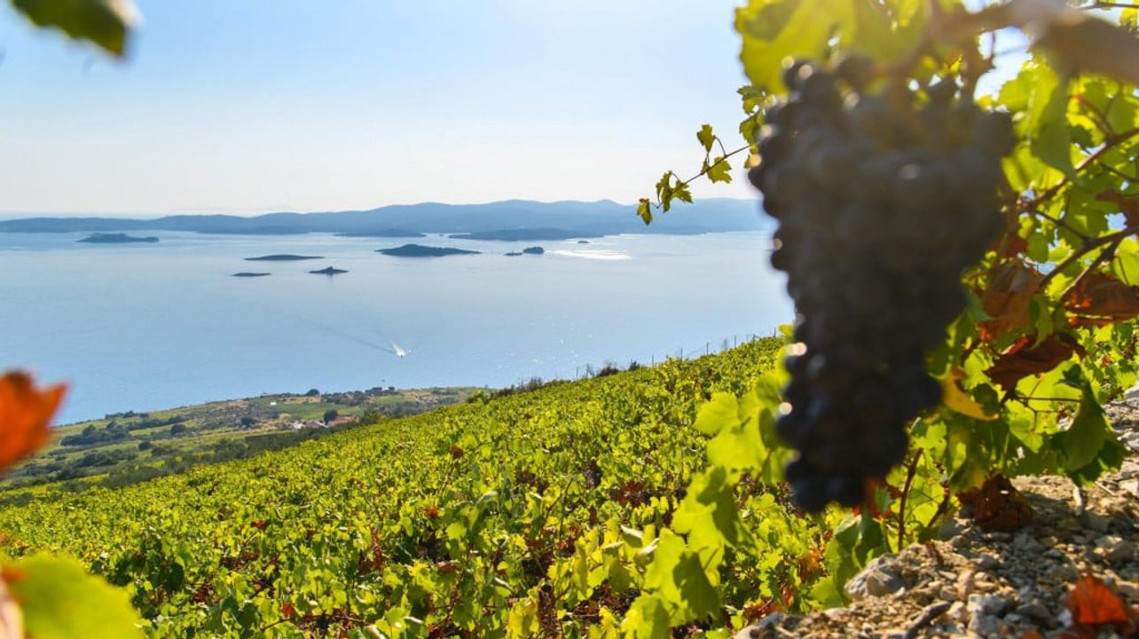 Visite des amateurs de vin de la péninsule de Pelješac au départ de Dubrovnik 